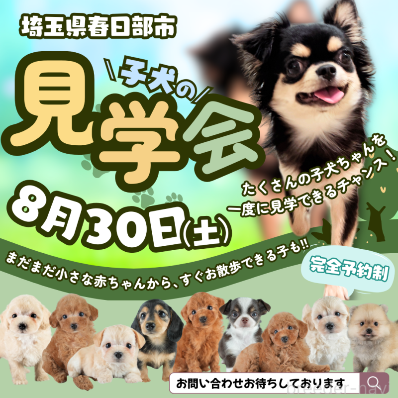 販売中の埼玉県のトイプードル-404822の3枚目